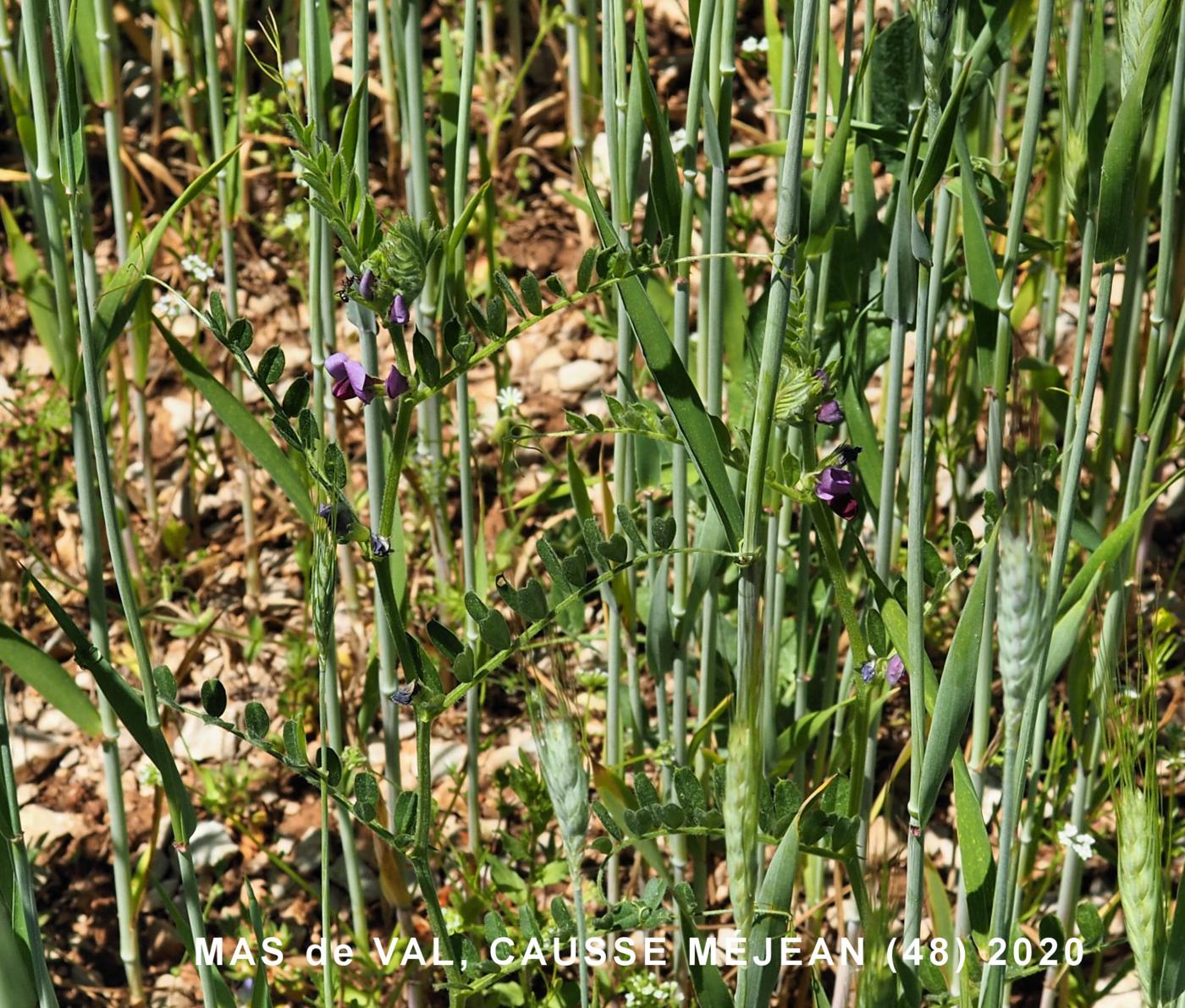 Vetch, Common plant